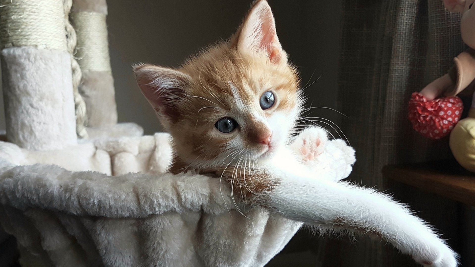 _中国金花王蔷表现出色，闯入四强引发热议_，王金花百科