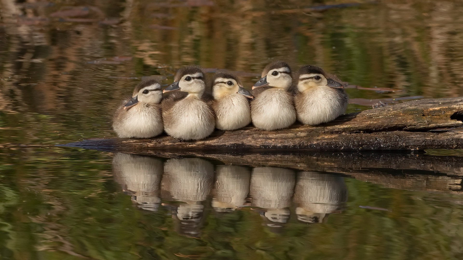 FB体育官网-_海外巡回赛揭秘：不同国家的当地特色赛事_，海外巡演