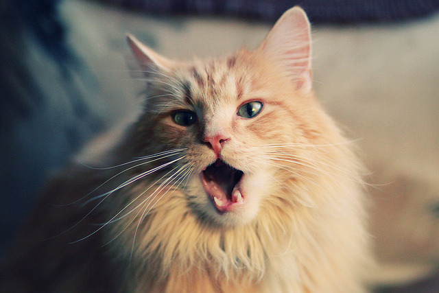 -“英超新星崭露头角，成为球队未来希望”，英超新赛季前瞻