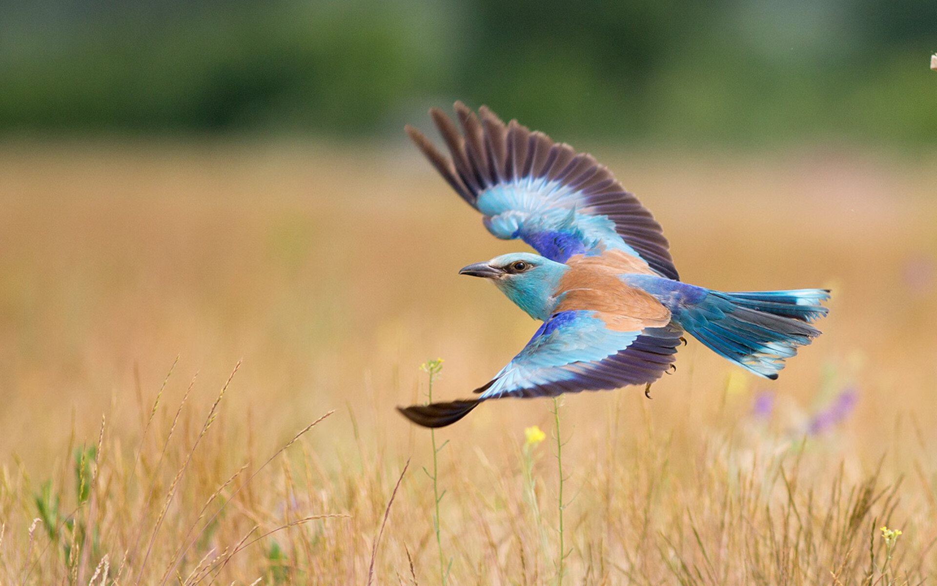 《Dota 2万圣节特别赛事，OG再次创造历史》，dota2万圣节宝箱怎么获得