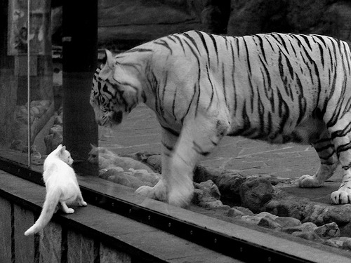 掘金发布“战术之声”播客，教练组分享备战内幕，掘金战术体系