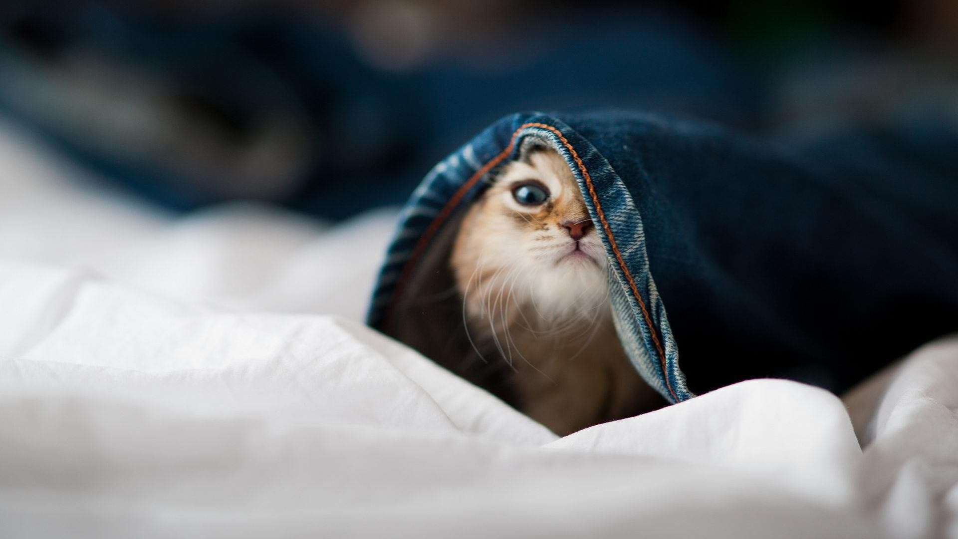 fb体育官网首页-欧冠门将的“铁壁”防线，记录统计盘点，欧冠门神