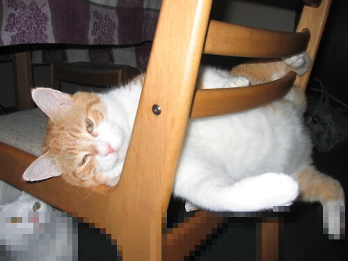 李轩豪、丁浩、芈昱廷等棋手亮相“湾区杯”围棋大棋士赛