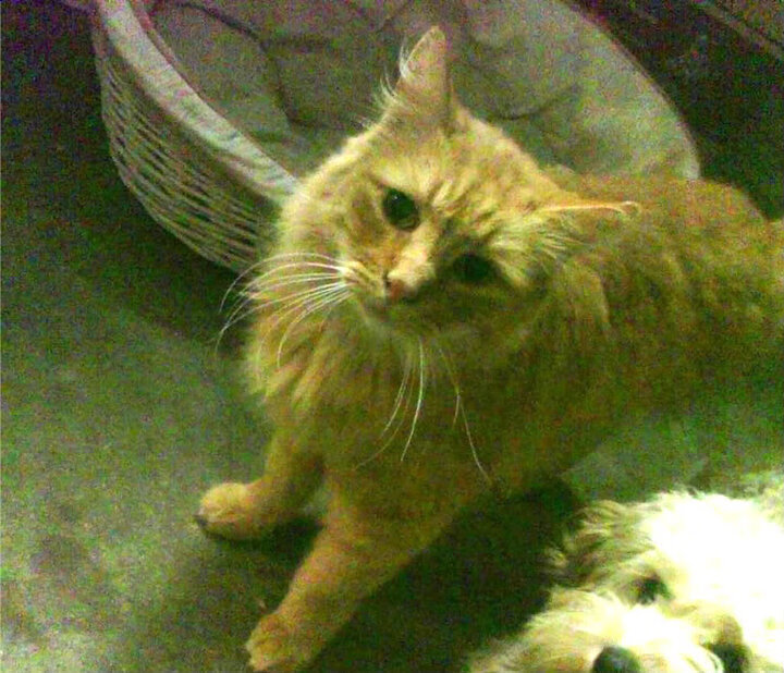 FaZe × Riot Games或将开启合作项目