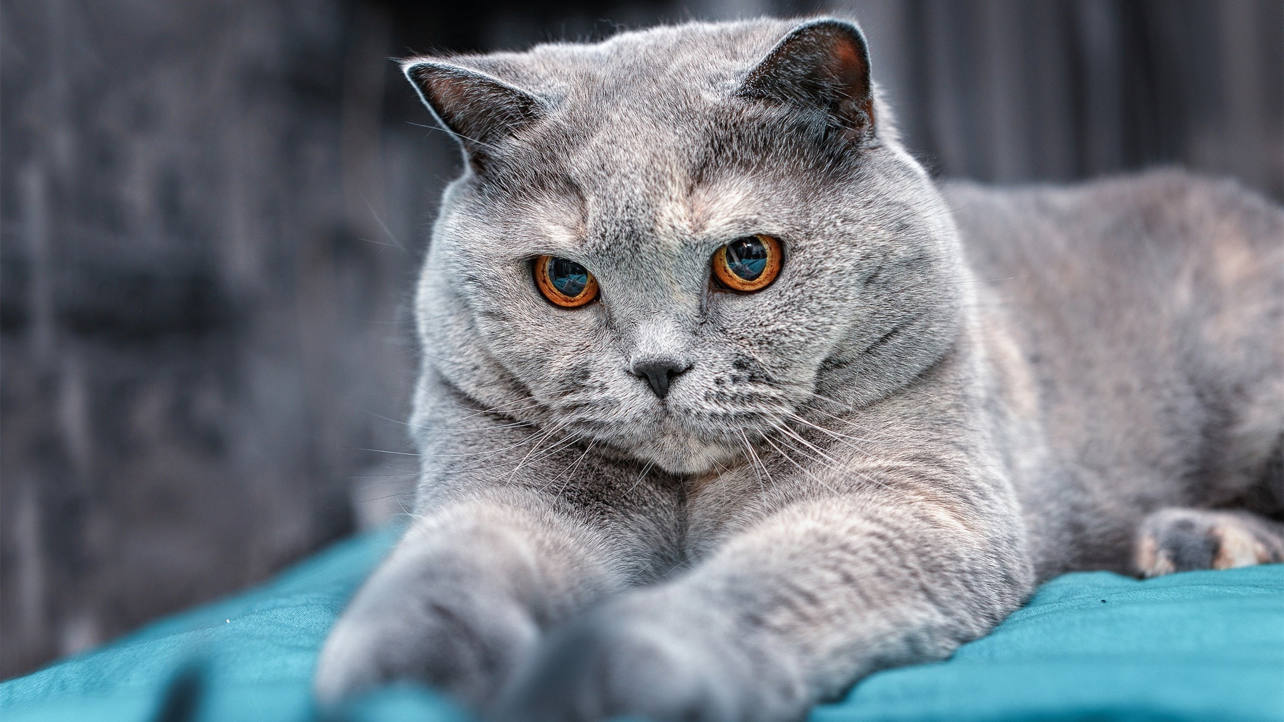 乌拉圭队在巴黎奥运会比赛中多次通过中路渗透得分,乌拉圭冠军是哪一年