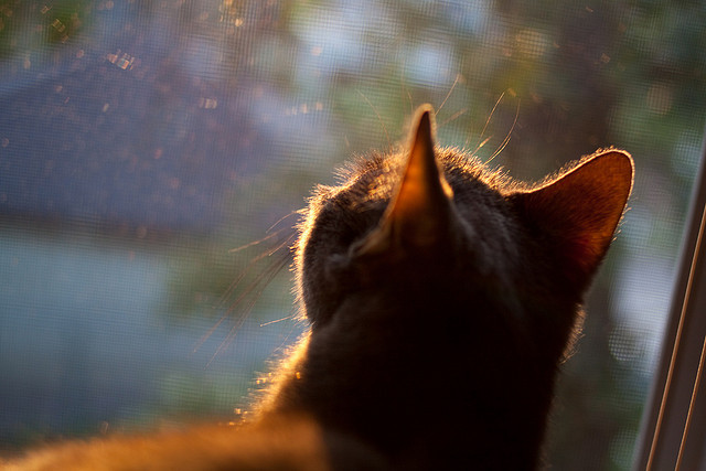 FB体育网页版-墨尔本联客场表现不俗，墨尔本超级联赛