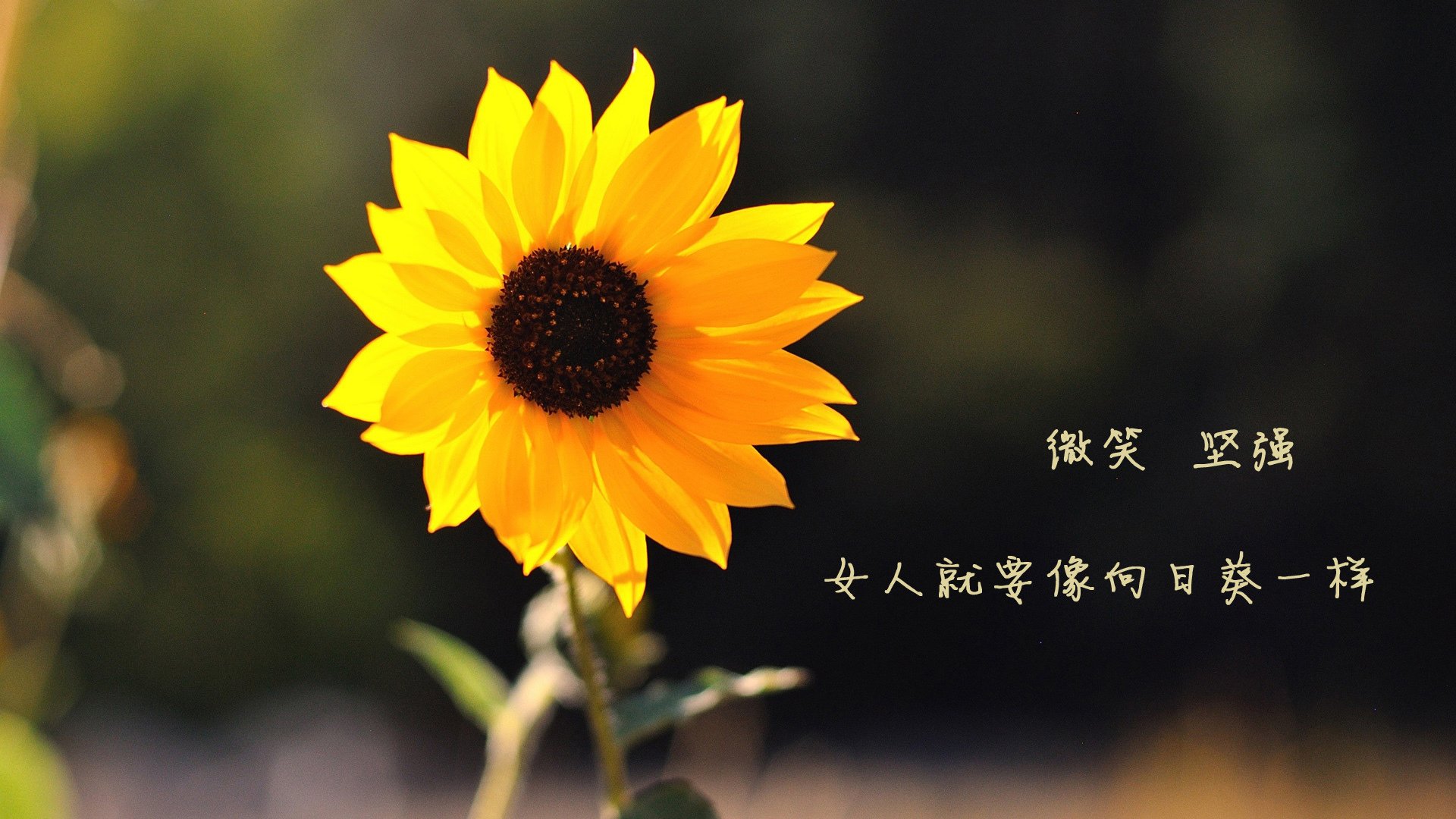 英超球队在密集赛期运行高压恢复鱼池疗法