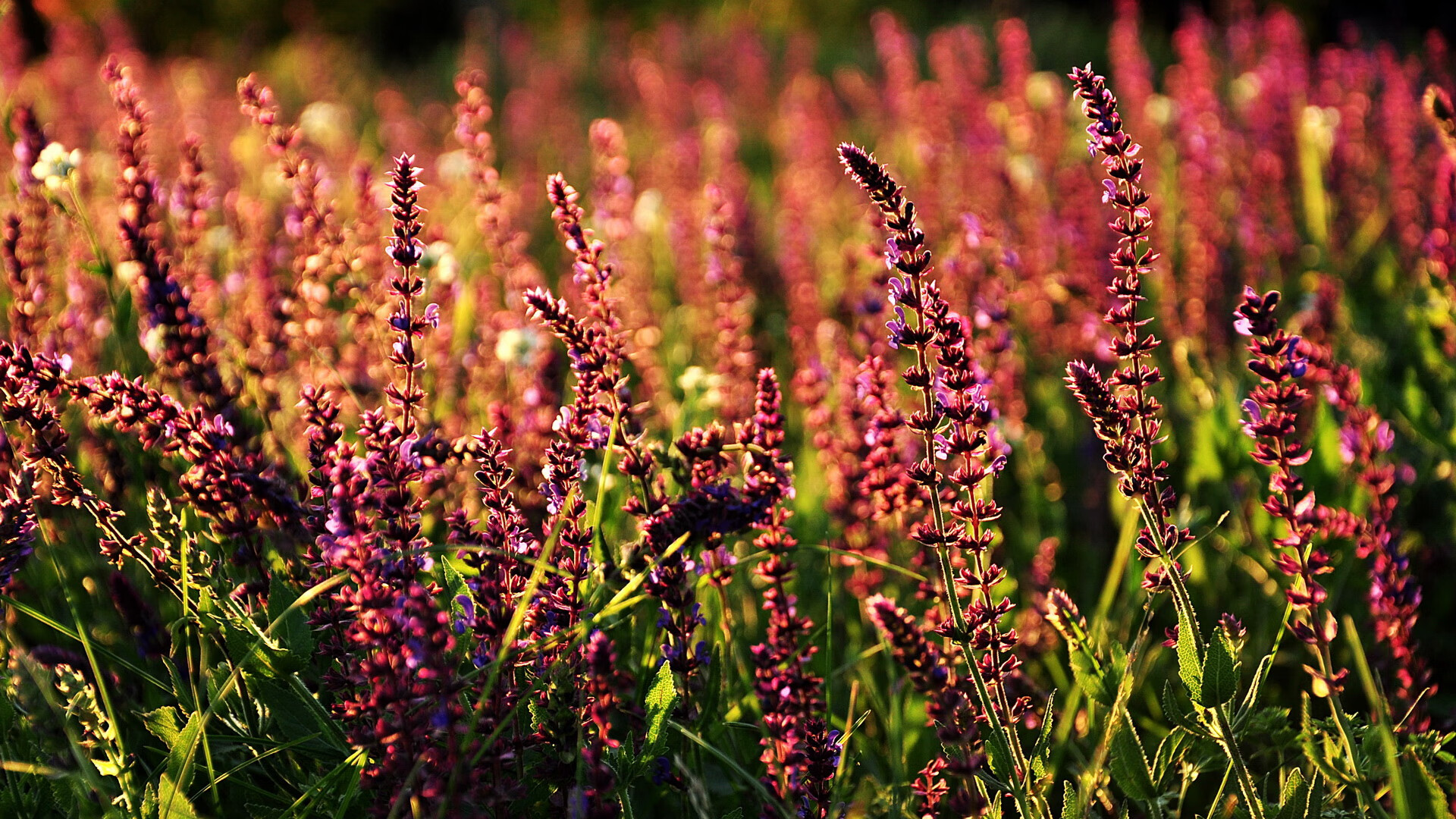 WCBA季后赛广东女篮力克四川问鼎冠军,广东女篮比赛视频